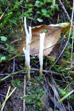 Clavulina rugosa