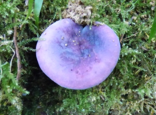 Russula