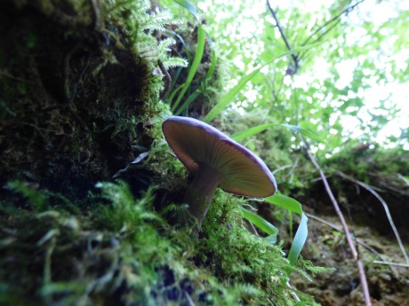 Russula sp.