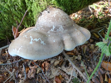 Large bracket fungus