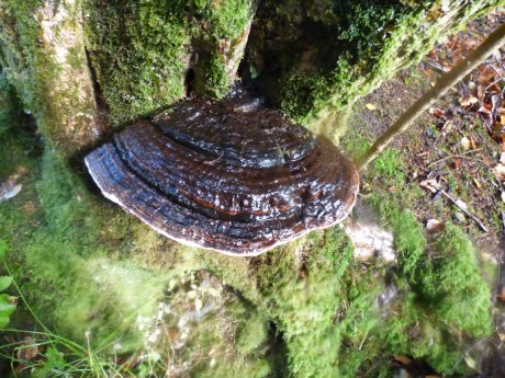 Ganoderma resinaceum