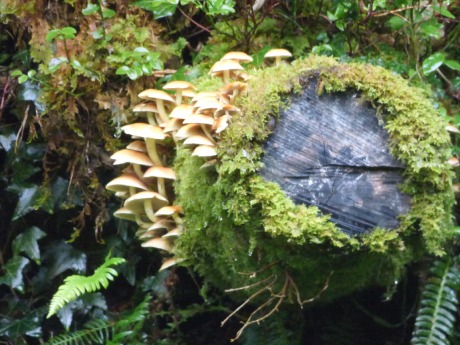 Fungi on a log