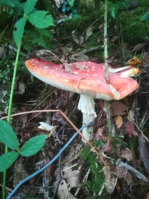 Fly agaric