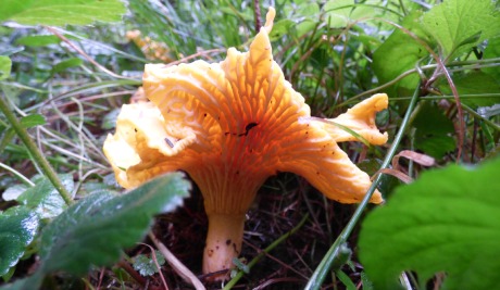 Orange Chanterelle