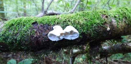 White fungus on a branch
