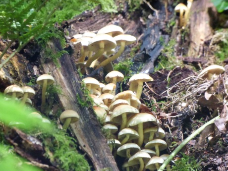 Fungi on rotting wood, Sheba Woods