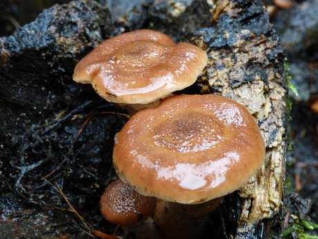 Armillaria