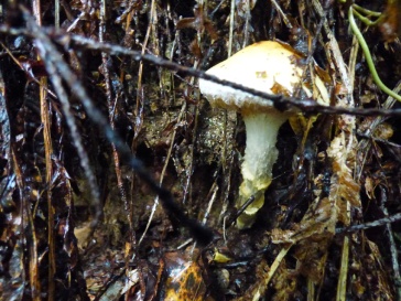 Possibly Lepiota ignivolvata