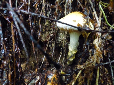 Possibly Lepiota ignivolvata