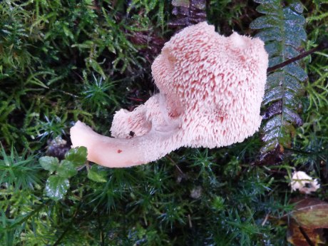 Hedgehog Fungus