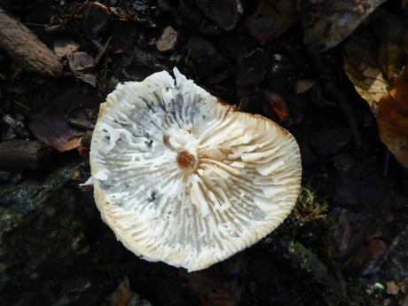 Upside-down fungus