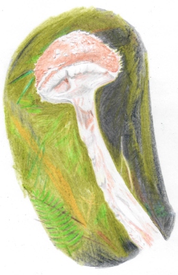 Possibly Leratiomyces squamosus, quite a rare species, drawn by Rowena Millar