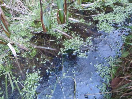 Ice on pond