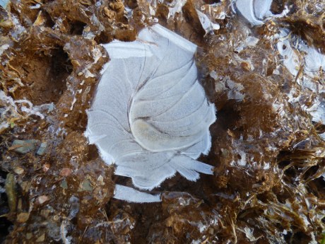 Ice on the ground