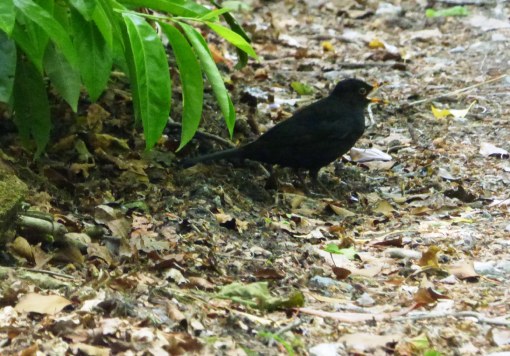 Blackbird on the ground