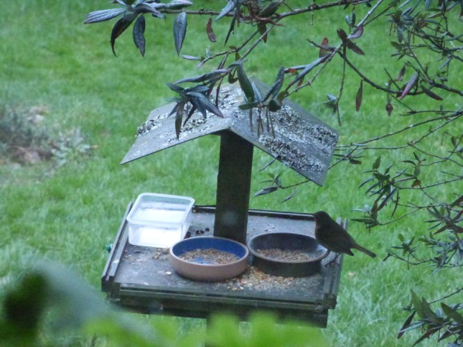 Robin on the bird table on a frosty February day