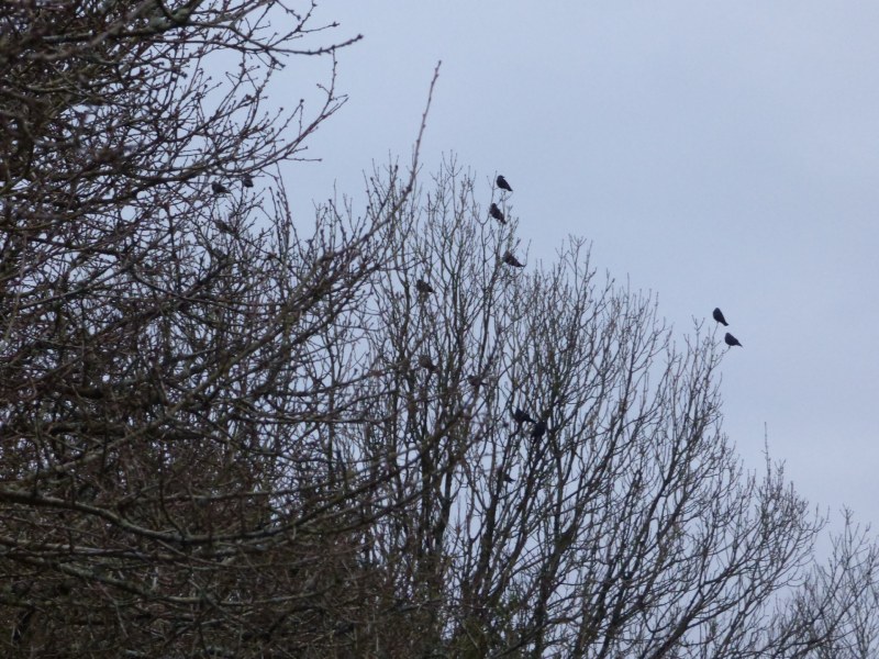 Birds in trees along the hedge