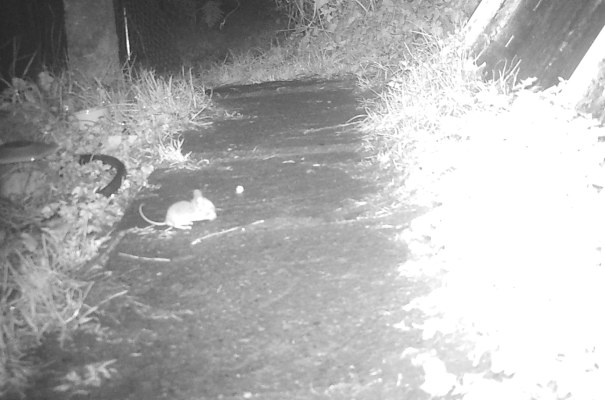 Wood mouse scavenging at night in winter