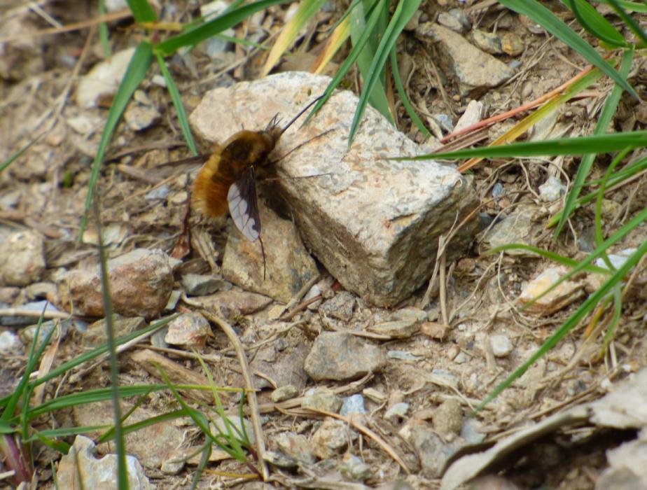 Dark-edged Bee-fly