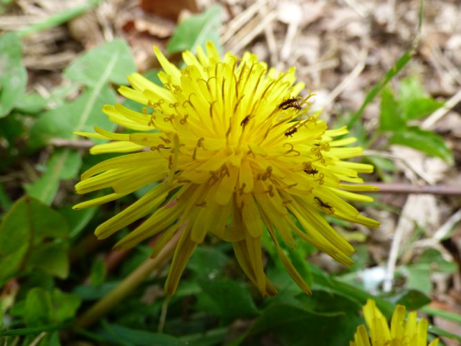 Oil beetle larvae on a dandelion flower