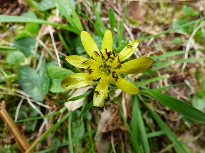 Oil beetle larvae on a celandine flower