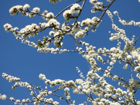 Blackthorn blossom attracts the early bees and bee-flies