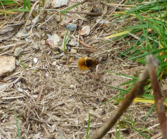 Dark-edged Bee-fly in flight bear a bee's nest