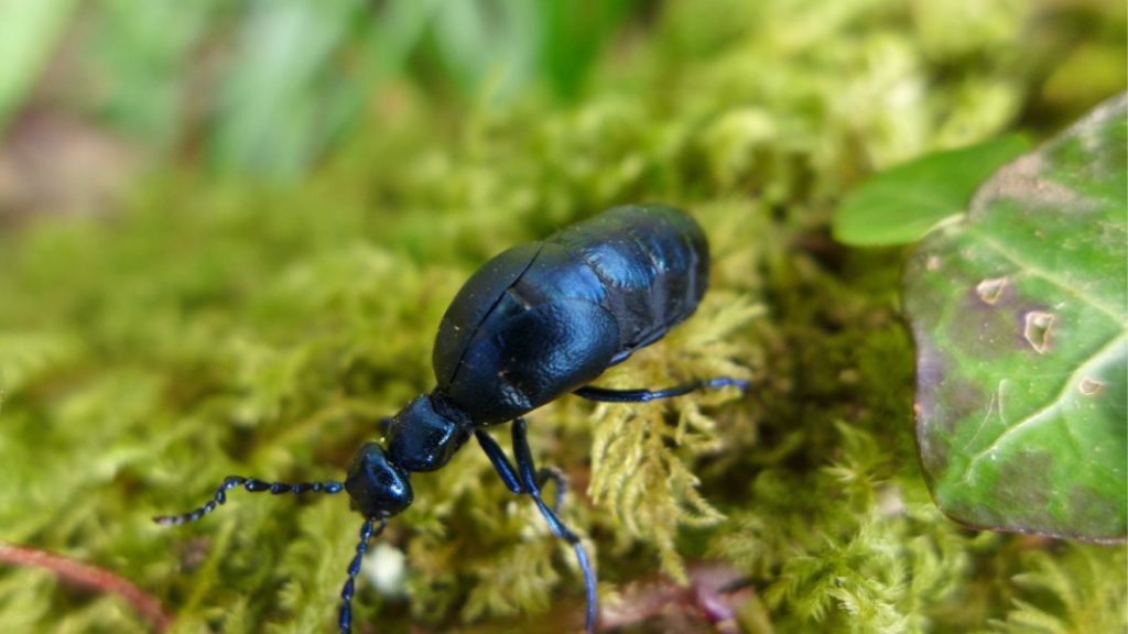 Violet oil beetle on m oss