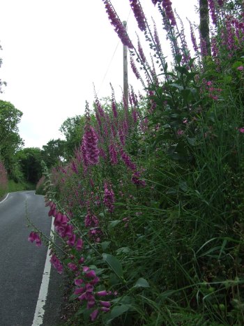 Foxglove in roadside hedge, June