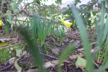 Daffodils-growing-along-the-hedge-bank-at-the-bottom-of-the-garden-in-March