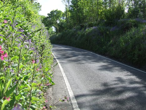 Foxgloves in roadside hedge, June