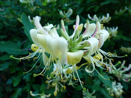 Honeysuckle in a Cornish hedge