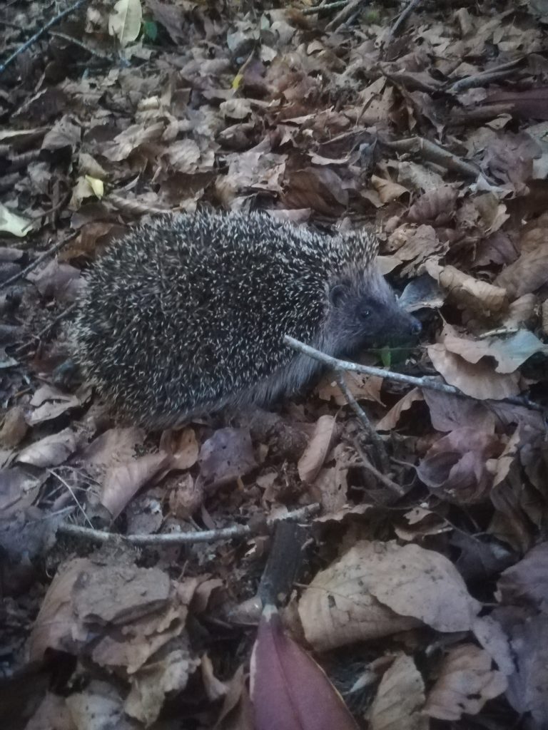 Hedgehog among the dead leaves