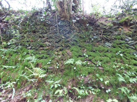 Old herringbone-style hedge