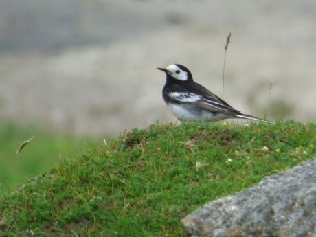 Pied wagtail