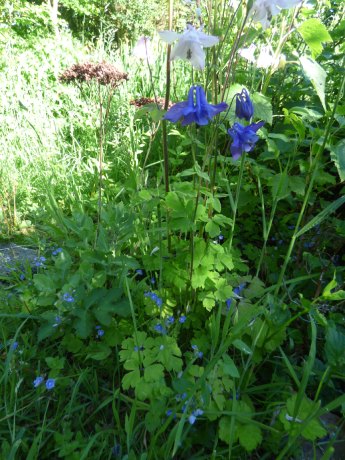 Aquilegia