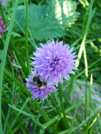 Bumblebee on chives