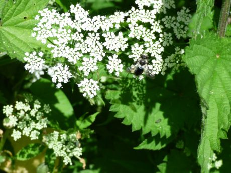 Solitary bee on ground elder