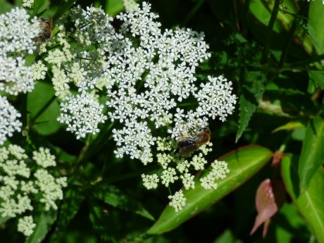 Solitary bee with ginger thorax on ground elder