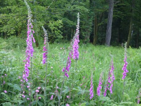 June foxgloves in woodland