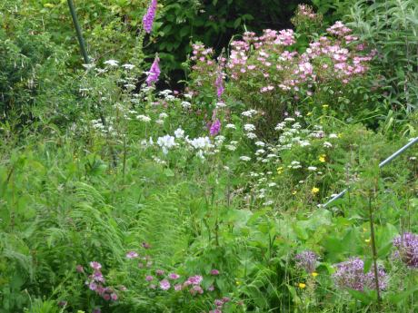 Flowery border in the garden