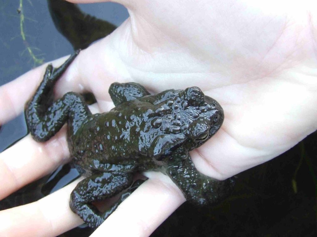 Toad on hand