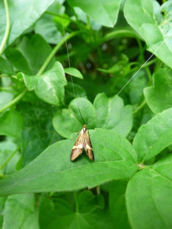 Yellow-barred longhorn moth