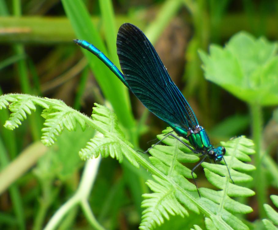 A male Beautiful Demoiselle