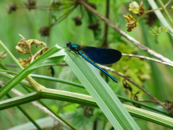 Male Beautiful Demoiselle, Downgate