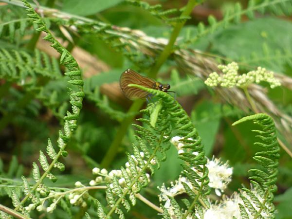 Female Beautiful Demoiselle about to take off