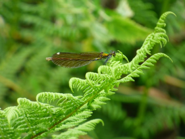 Female Beautiful Demoiselle