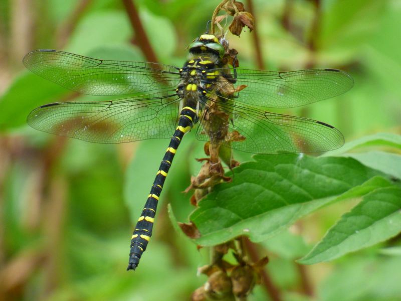 Male Golden-ringed Dragonfly