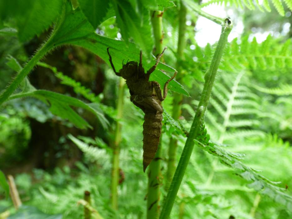 Golden-ringed Dragonfly nymph case, Downgate 